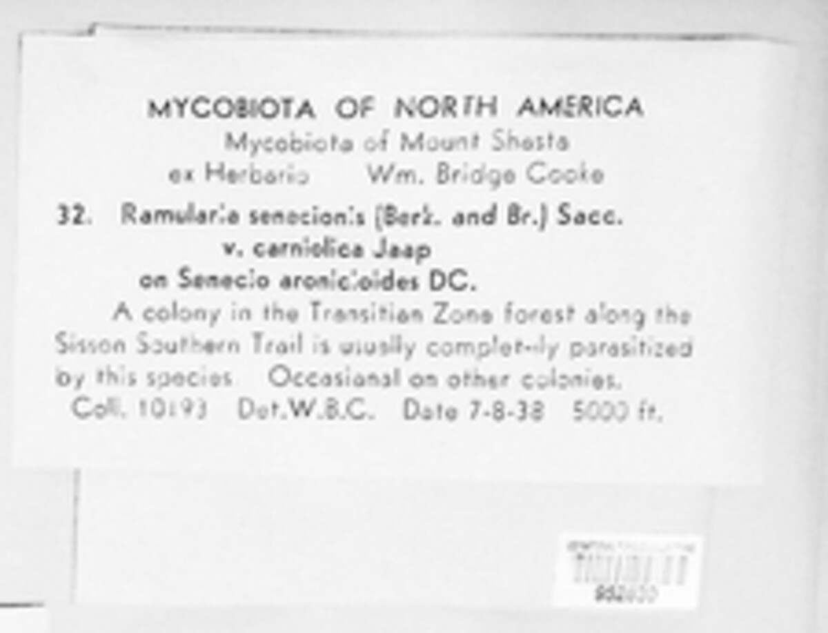 Ramularia senecionis var. carniolica image